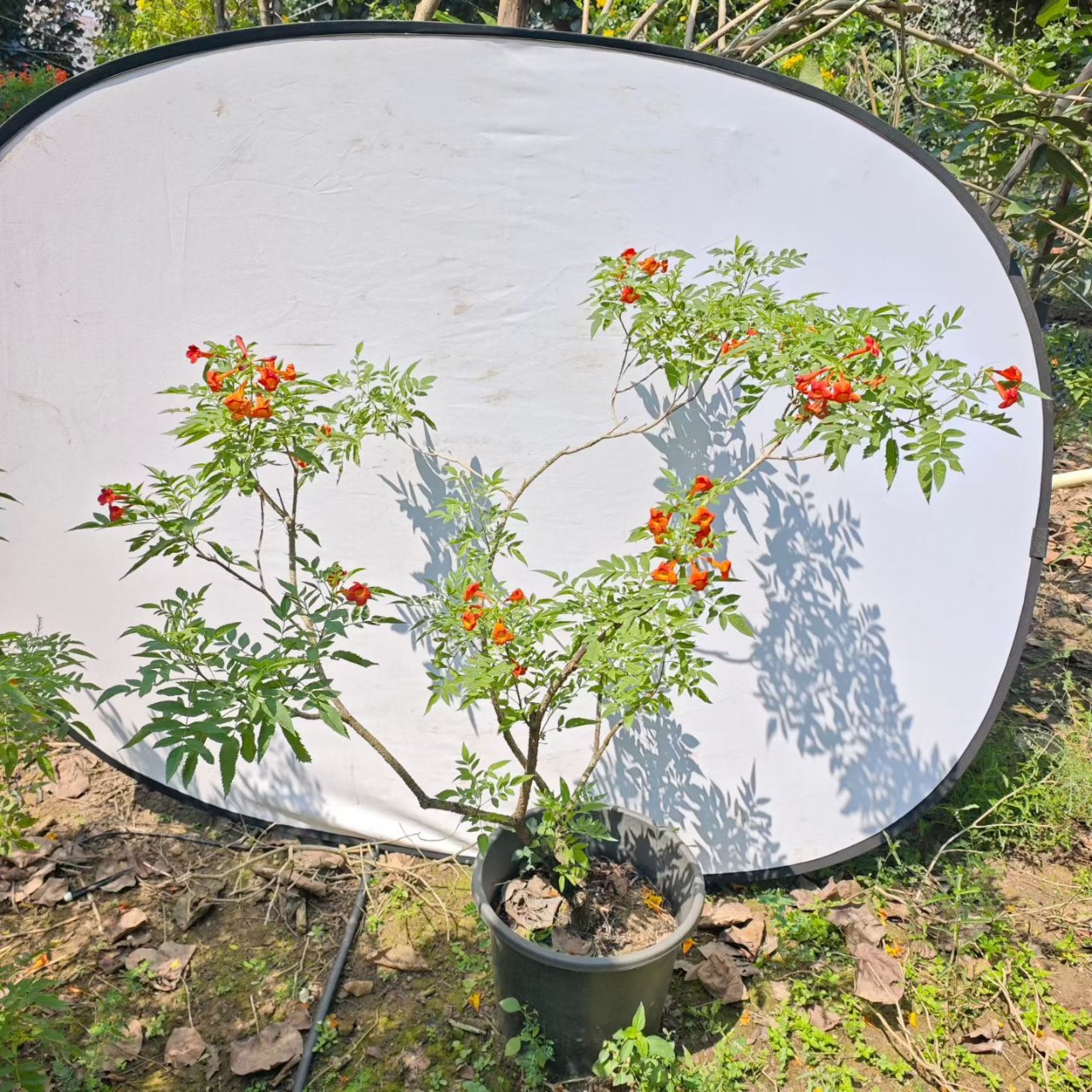 2510基地批发 造型 红钟花盆栽 1-2米高 文人 杂木风 禅意庭院