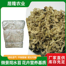 微景观水苔 花卉营养基质 铁皮石斛蝴蝶兰爬宠冬眠垫材专用干苔藓