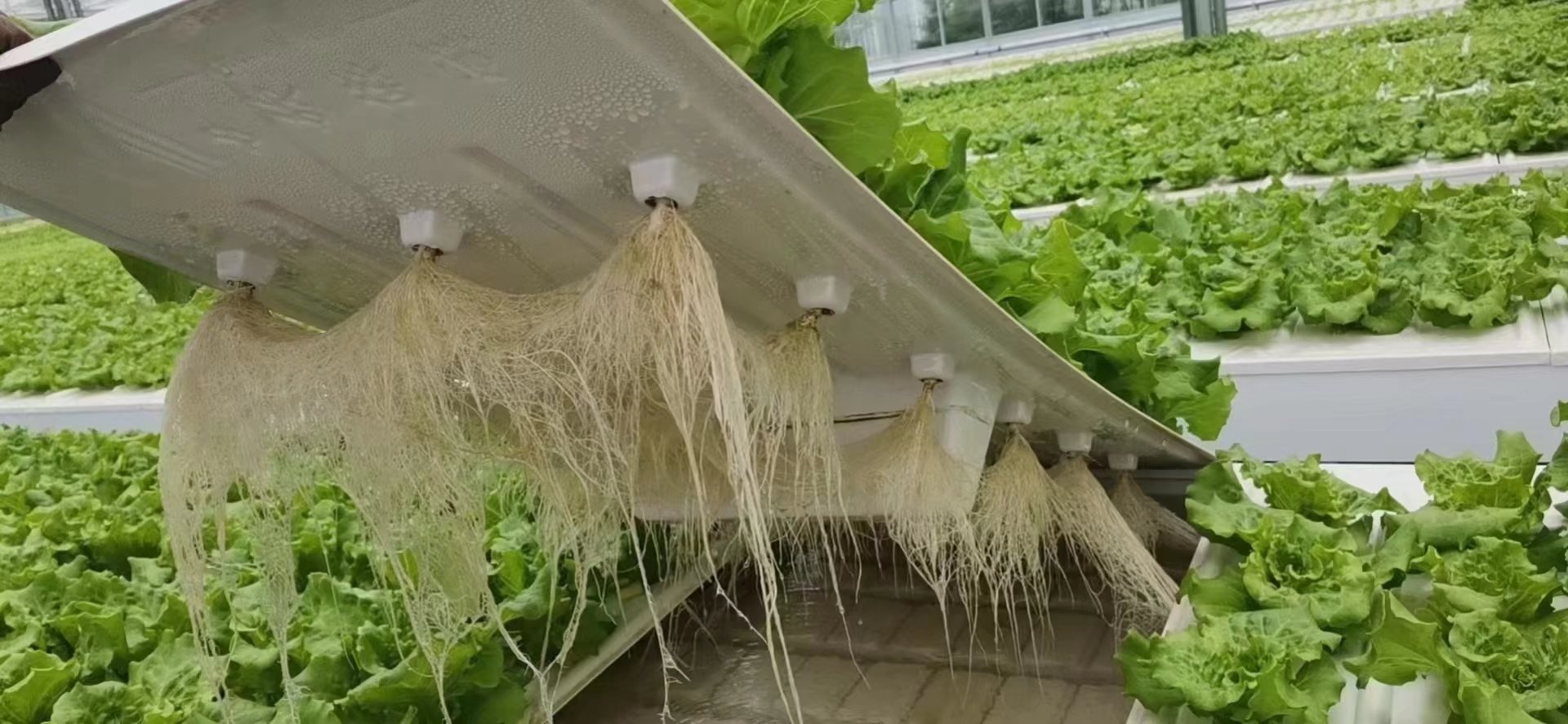 智慧农场一植物工厂潮汐式叶菜花卉水培种植智潮汐式灌溉苗床