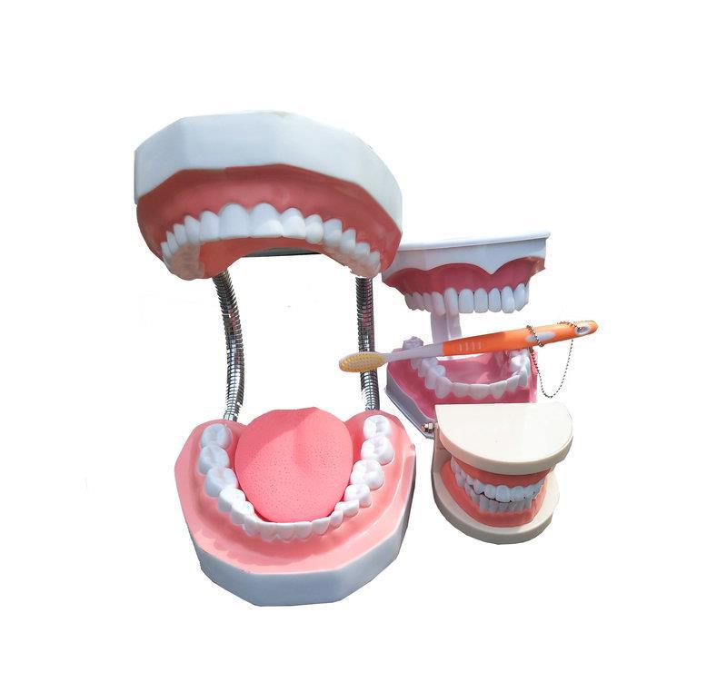刷牙牙齿模型幼儿园标准教具练习早教材料假牙牙模型模具教学牙科