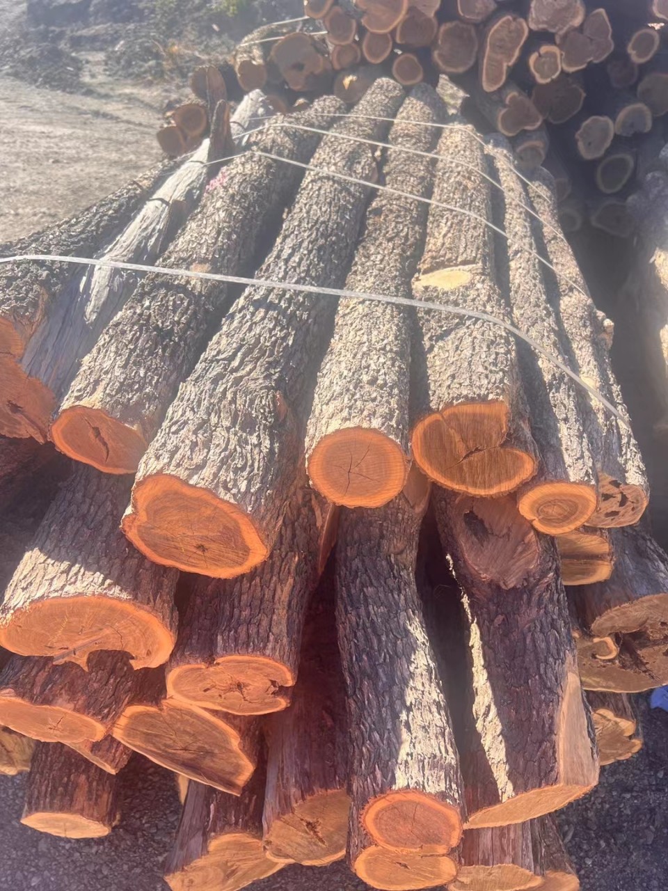 澳大利亚檀香原木圆木园木木料-阿里巴巴