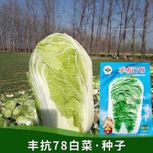 源头厂家批发秋冬季种子蔬菜白菜农家菜种各种四季蔬菜种子公司