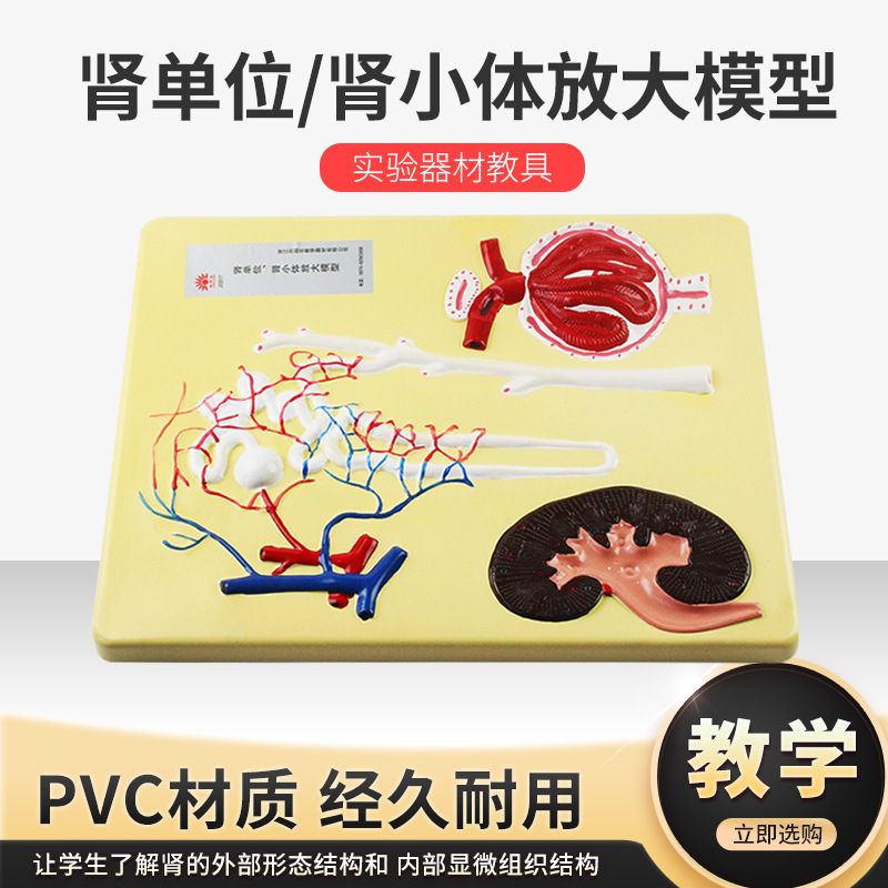 肾单位肾小体放大模型初中高中生物实验室教学仪器实验器材教具