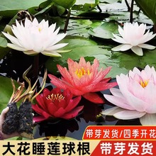 睡莲花苗大量批发大睡莲根块水莲花苗耐寒睡莲带花苞发货当年开花