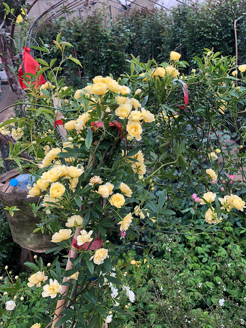 黄木香花苗爬藤植物庭院爬墙耐寒花卉浓香四季红木香藤本月季盆栽