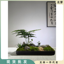 枯山水文竹盆景日式禅意苔藓微景观书房客厅办公茶桌绿植好养盆栽