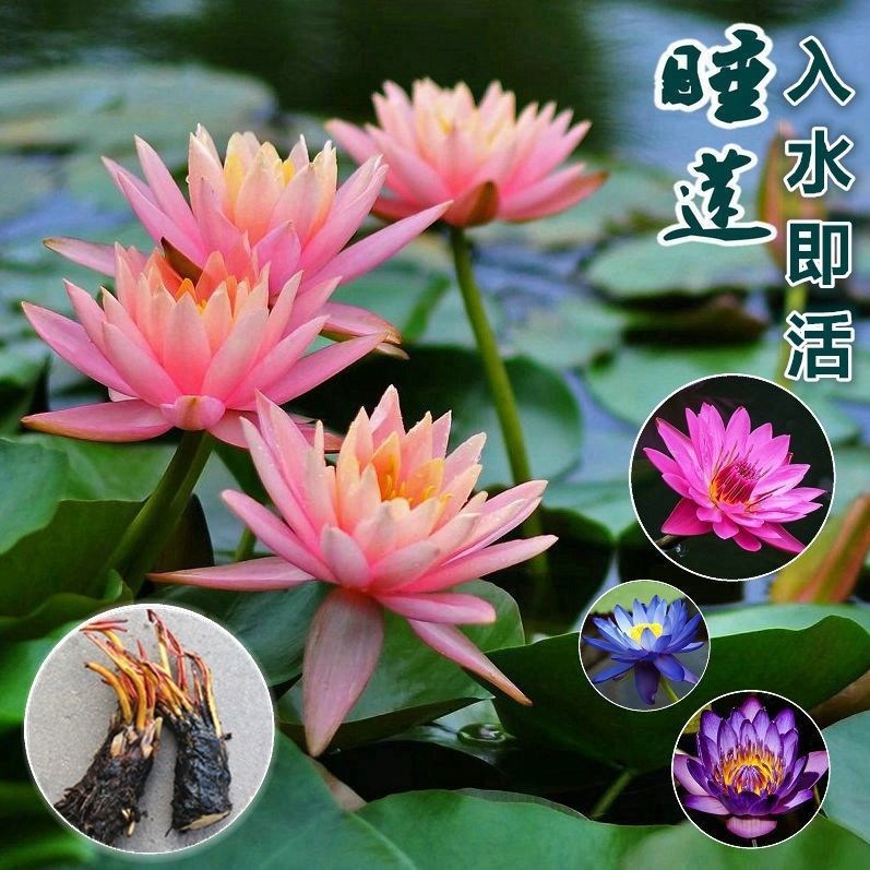 睡莲带花苞 超大睡莲花根块根茎盆栽鱼缸水培植物四季开花