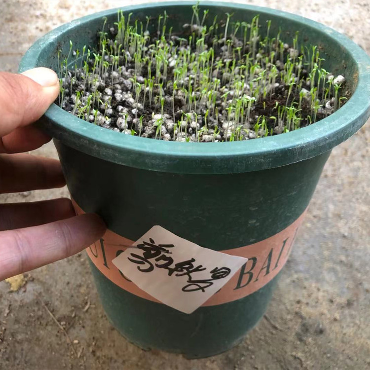 批发大花剪秋罗剪秋萝种子多年生草花种 别名大花剪观花草本植物