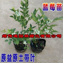 蓝莓树果苗盆栽地栽带花带果特大南方北方种植阳台当年结果蓝莓苗