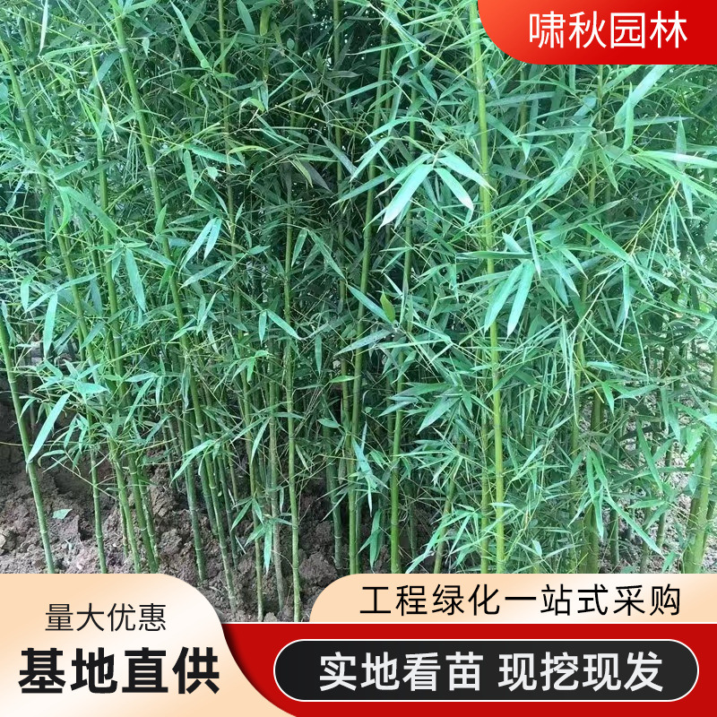 青竹子竹苗庭院耐寒竹子苗大型观赏竹子盆栽四季常青紫竹黄金竹