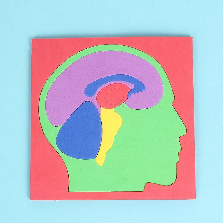 科技小制作发明手工diy人体大脑拼图eva模型益智科学实验