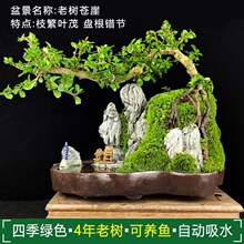 J有老树福建茶盆景花卉盆栽植物室内山水假山悬崖树桩小绿植客厅