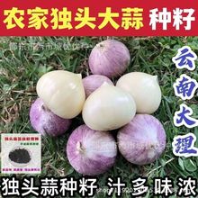 圆头大蒜独头蒜种耔紫皮云南种耔产量高四季播种独头大蒜圆头蒜种