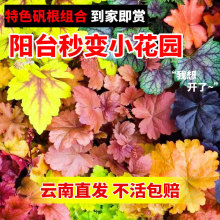 一件代发云南矾根花苗中大苗组合耐寒盆栽四季常青观叶庭院花园耐