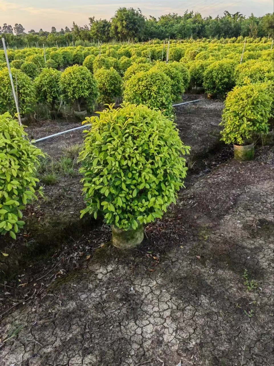 亮晶女贞球 花叶女贞球 龟甲冬青 球 茶梅球 红花继木球-阿里巴巴
