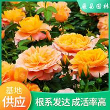 果汁阳台玫瑰花盆栽带花苞一年四季开花蔷薇花卉易好养活月季花苗
