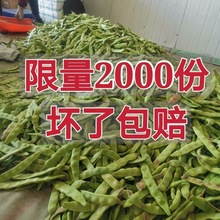 油豆角东北一点红新鲜蔬菜面开锅烂当季九月青宽扁豆角厂家批发