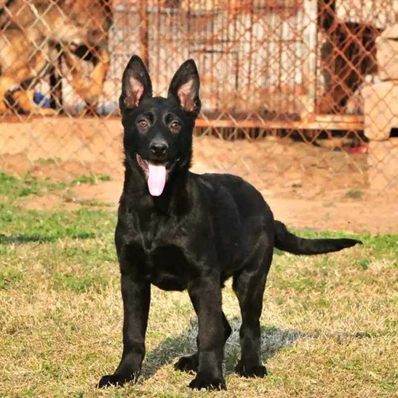 热销东德牧羊犬 幼犬纯种 科目犬黑狼犬黑背杜宾犬德牧双血统健康