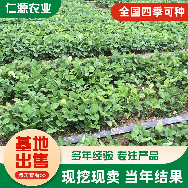 现货供应妙香草莓苗 根系发达易成活草莓栽子基地培育 脱毒草莓苗