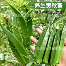 批发黄秋葵种子蔬菜种子咖啡黄葵越南芝麻羊角豆糊麻当年新种