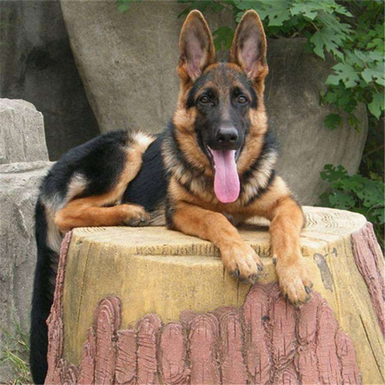家养德国牧羊犬幼犬 德牧犬价格 看家护院的牧羊犬出售