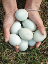 农家深山竹林散养新鲜土鸡蛋乌鸡蛋绿壳笨鸡蛋30枚绿皮山鸡蛋