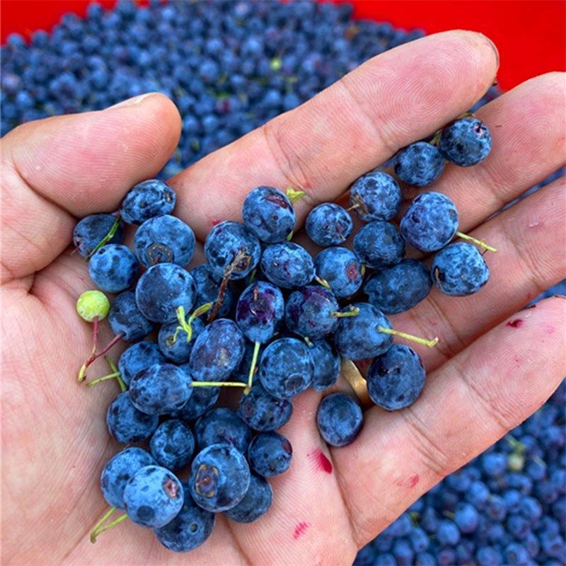 长白山新鲜蓝莓鲜果冷冻3斤都柿蓝梅做果汁果酱泡酒酵素