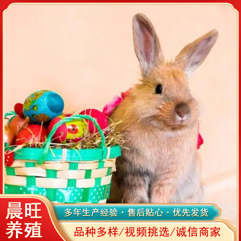 安格拉巨兔观赏小朋友投食萌宠园纯白兔比利时种兔养殖宠物兔品种
