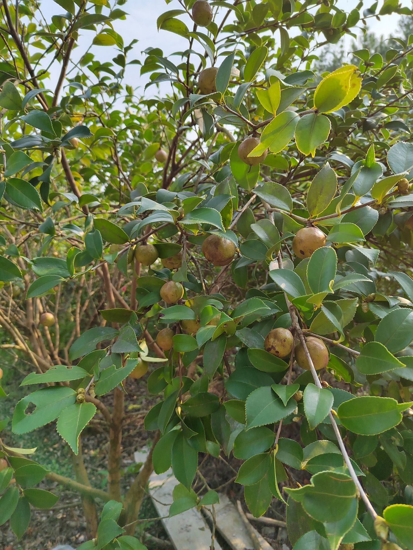 油茶籽和山茶油-23