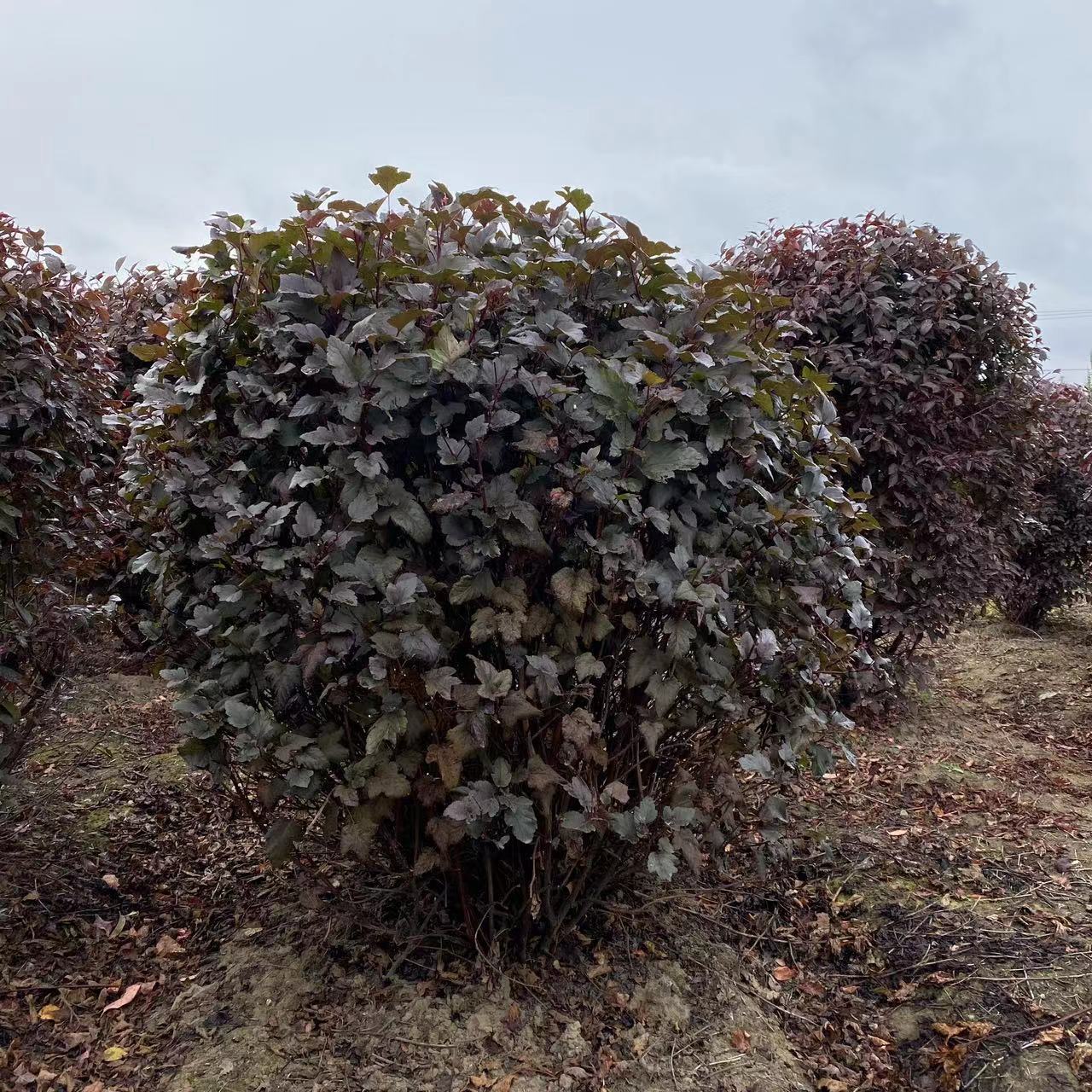 棵可售立即订购加入进货单买家服务支付方式紫叶枫箱果紫叶风箱果,是