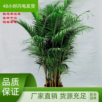 散尾葵大型盆栽绿植室内客厅办公室吸甲醛净化空气凤尾竹植物包邮