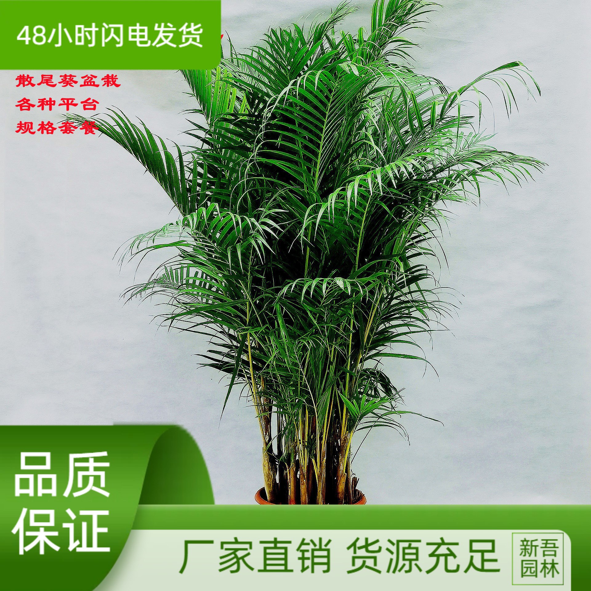 散尾葵大型盆栽绿植室内客厅办公室吸甲醛净化空气凤尾竹植物包邮