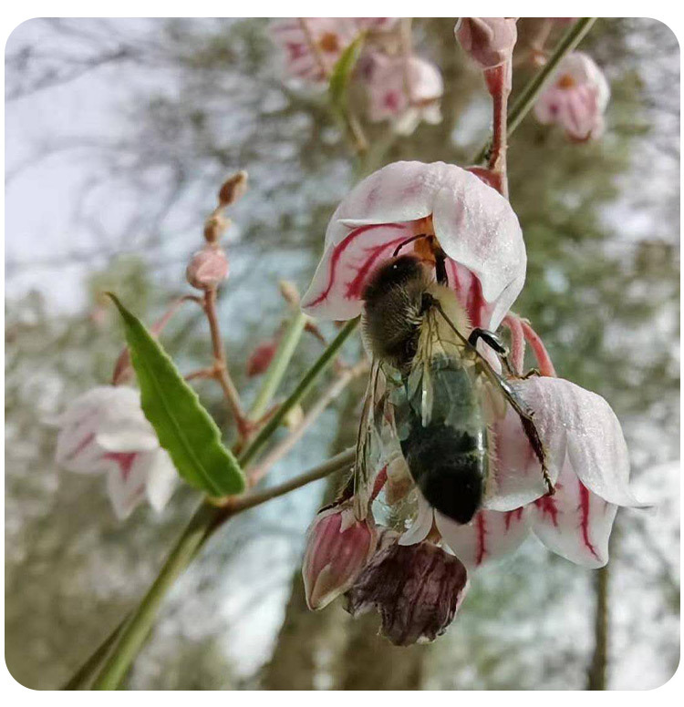 新疆特产蜂蜜罗布麻蜂蜜500克瓶装野外放养蜂纯花蜜成熟蜜结晶蜜