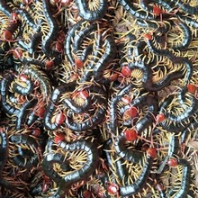 红头活蜈蚣鲜活蝎子种苗包繁殖包活包教技术龙鱼发色饲料活虫