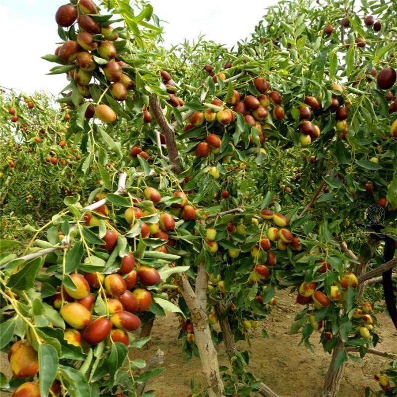 枣树活苗北方南方大枣超甜特大庭院嫁接冬枣地栽果树果苗当年结果