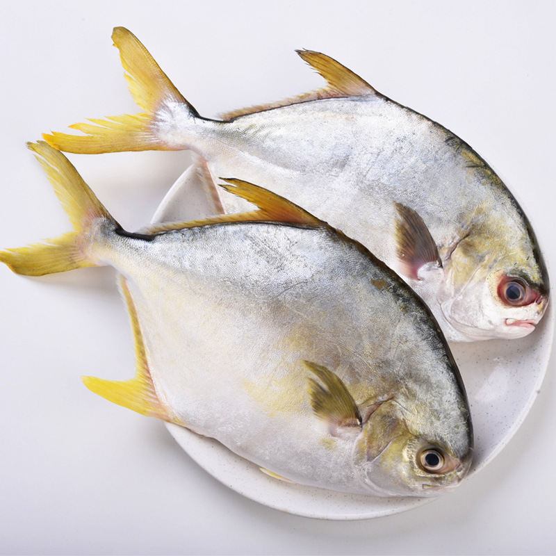 2a级超鲜金鲳鱼原生态捕捞水产海鲜鲳鱼冰鲜冻鱼批发2条起批