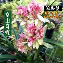 浓香型兰花苗四季建兰富山奇蝶开花奇花好养室内桌面绿植花卉盆栽