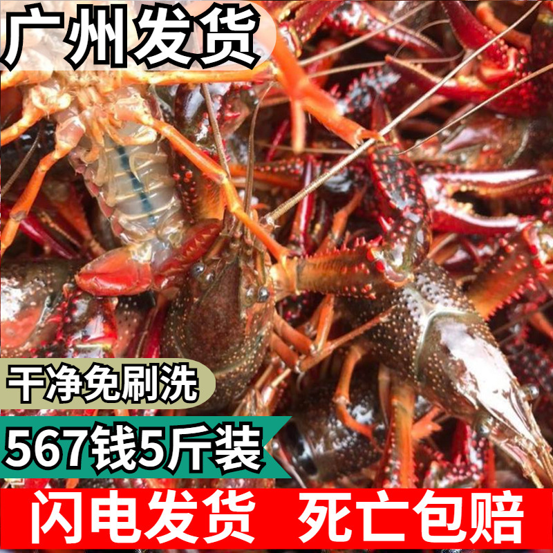 小龙虾鲜活567钱清水养殖青虾红壳特大清水虾顺丰包邮5斤装-阿里巴巴