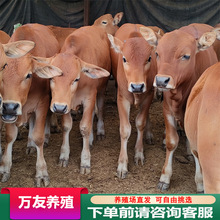 贵州鲁西黄牛牛犊肉牛犊黄牛犊散养长势快 西门塔尔牛可散养圈养