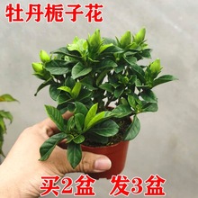 牡丹栀子花苗绿植小叶开花枝子花树苗阳台室内盆栽花卉植物