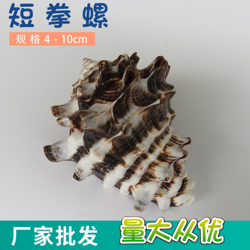 自然海螺贝壳短拳螺家居装饰收藏标本水族鱼缸创意造景