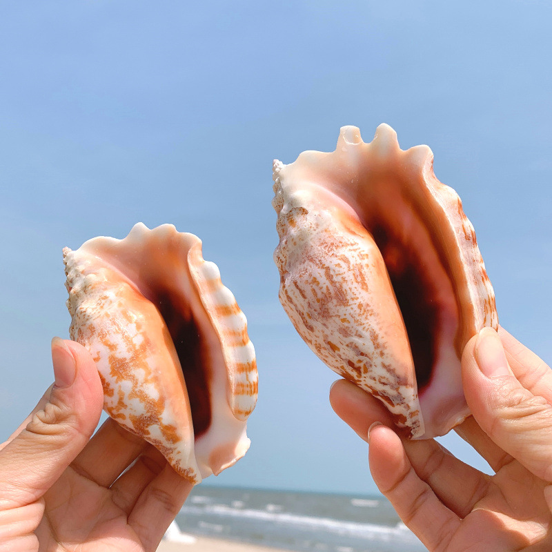 胭脂螺天然贝壳海螺鱼缸造景水族箱装饰品拍摄道具地中海风格摆件