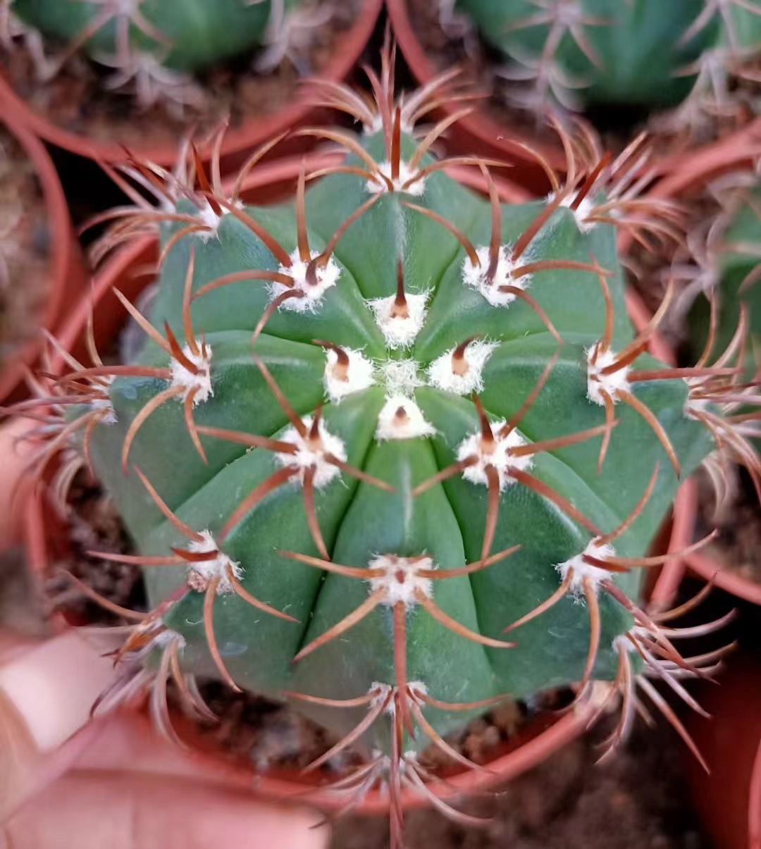 漳州仙人球基地直供 魔云小红帽 沙生植物造景仙人掌盆栽园艺