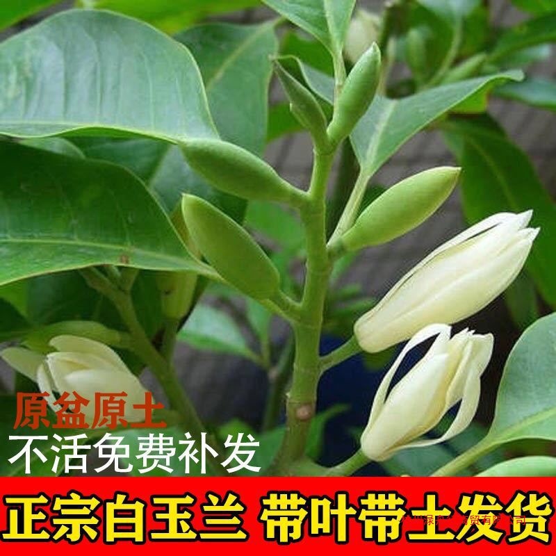 广东白玉兰白兰花盆栽黄角兰黄兰苗四季开花带花庭院阳台植物室内