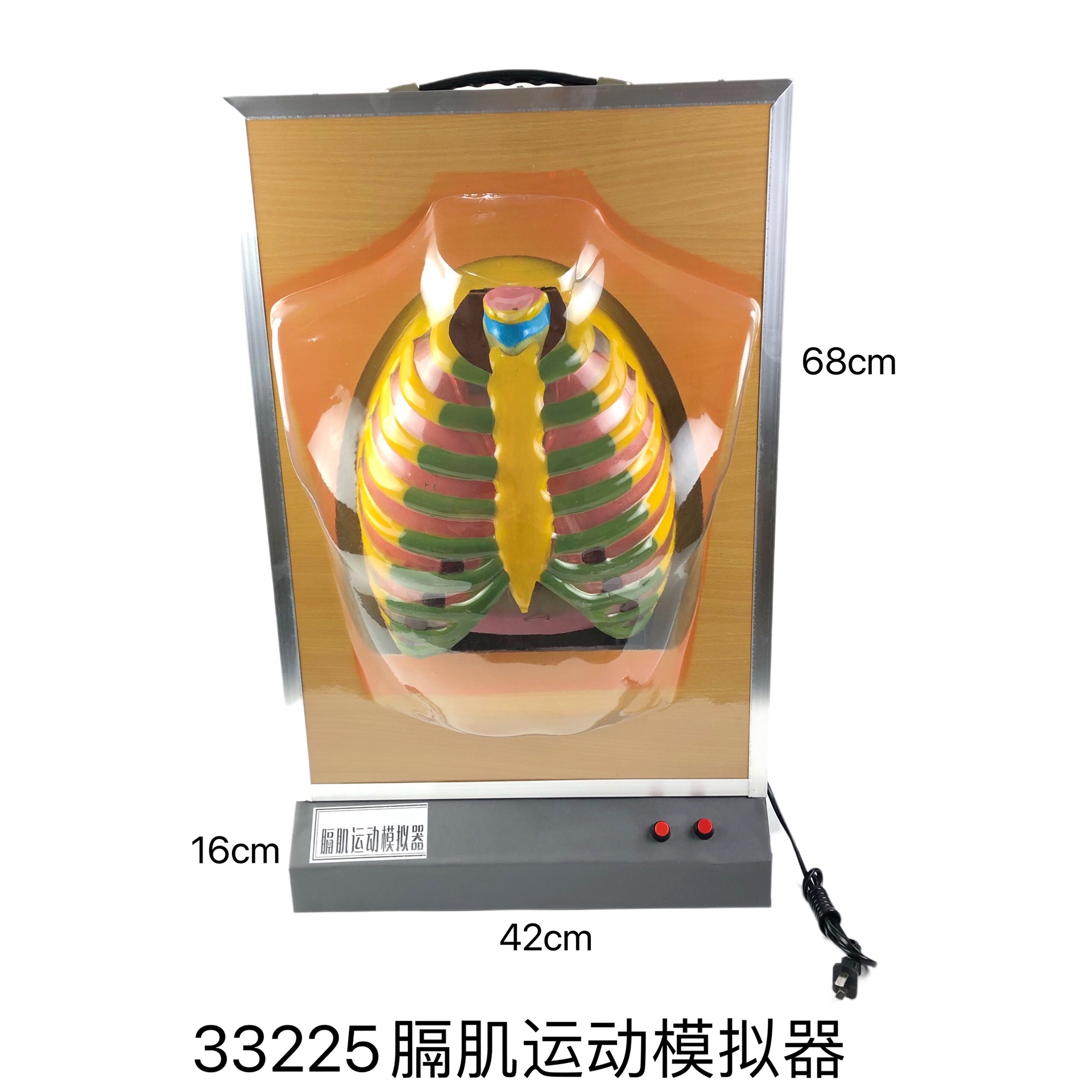 33225膈肌运动模拟器 电动式肺呼吸模型 肺工作模型 教学仪器