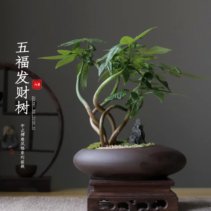五福发财树盆栽室内植物办公桌书房茶几禅意盆景乔迁开业摆件绿植