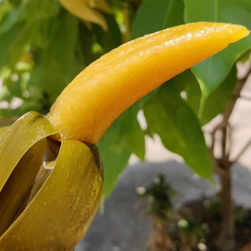 凉粽广西灰水南宁横州植物灰水q弹嫩传统美食真空端午特产厂批发
