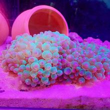 短须绿地毯海葵活体宠物珊瑚软体lps尼莫小丑鱼共生海葵海缸观赏