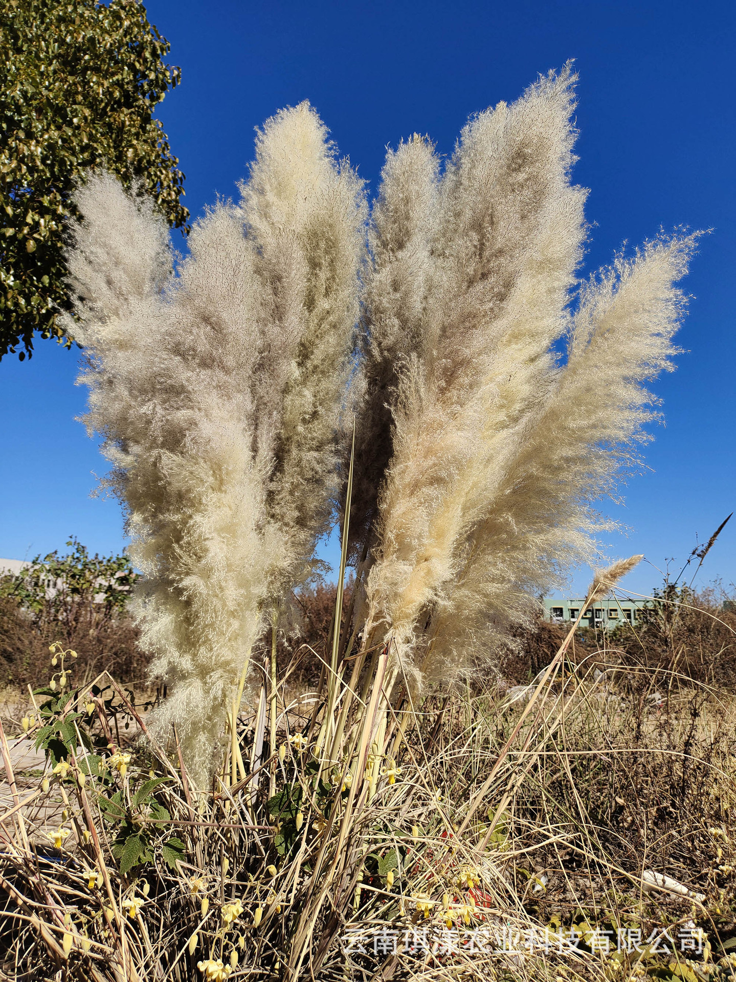 云南芦苇大蒲苇工厂批发干花花束蓬松大花穗北欧落地装饰婚礼布置