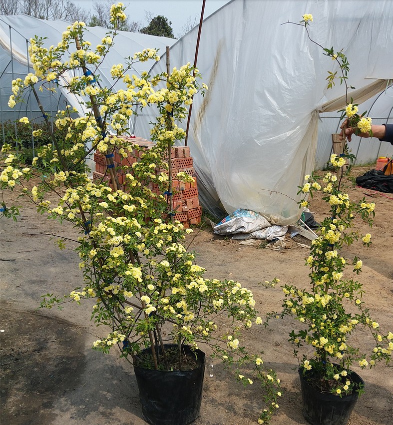 红木香花四季红色爬藤植物特大花苗盆栽攀爬带香花卉苗木基地批发